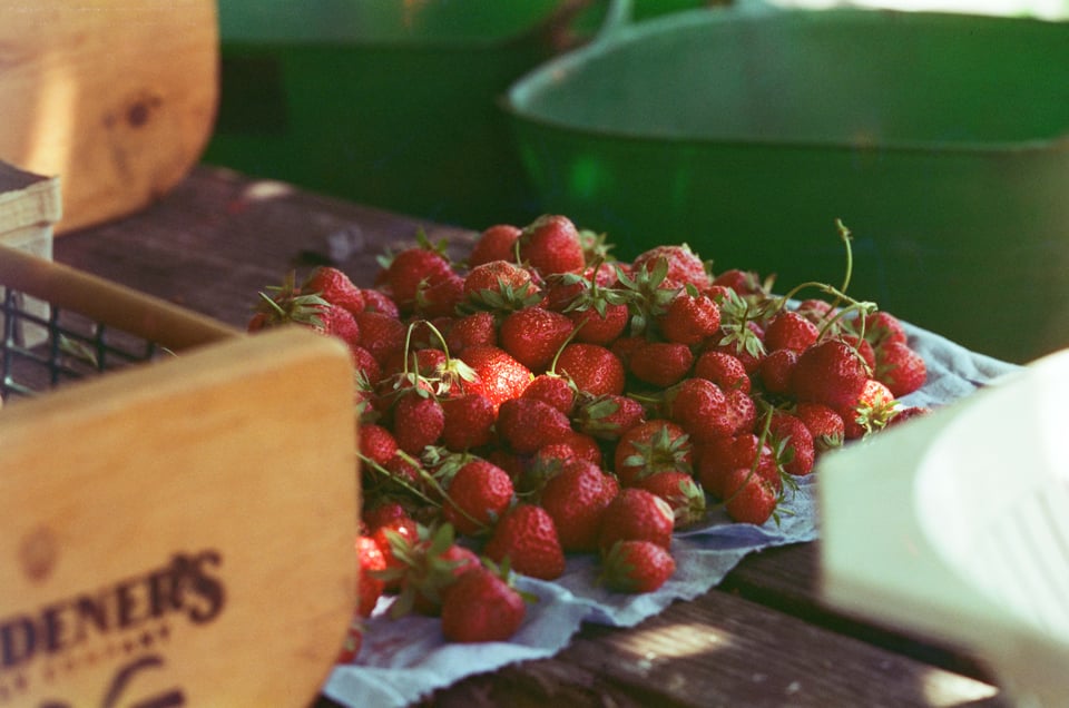 a pile of freshly-picked strawberries on a blue cloth on a picnic table, surrounded by gardening equipment