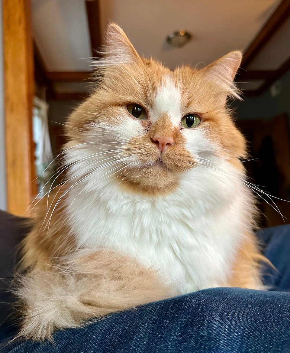 a fluffy orange and white cat looking confidently at the viewer