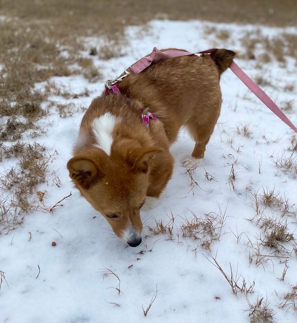 Feferi the Corgi sniffs at snow and grass.