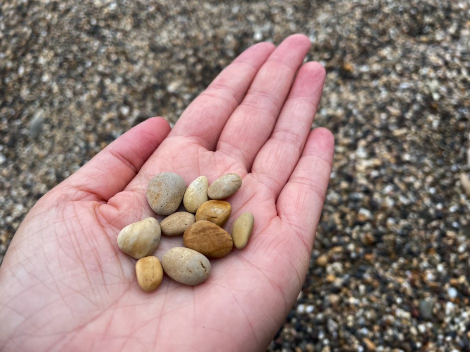 my hand holding golden and tan pebbles, with the assorted pebbles of the beach in the background