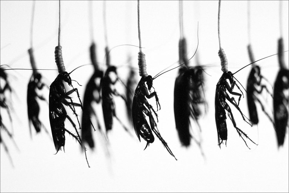 cockroaches hanging artwork by catherine chalmers