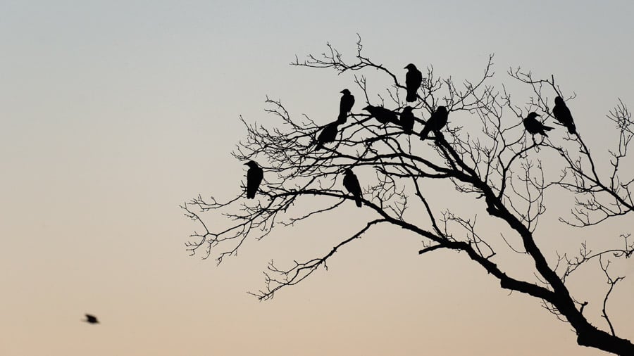 01 - Crows perched in a bare tree