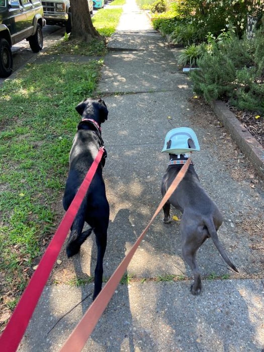 Photo of two dogs on a walk. The dog on the left is a lanky black dog, and the dog on the right is a small grey pit bull wearing a green hat with her ears sticking through.
