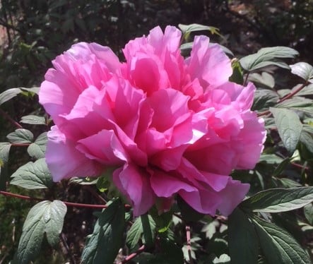 Close of up of a lovely pink peony against dark green leaves.