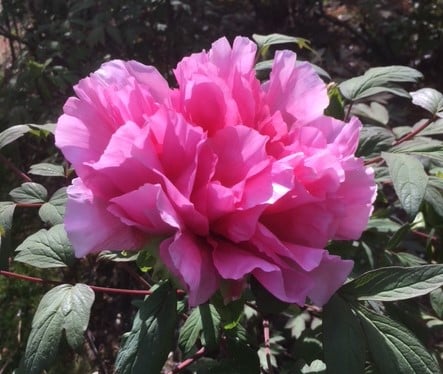 Close of up of a lovely pink peony against dark green leaves. 