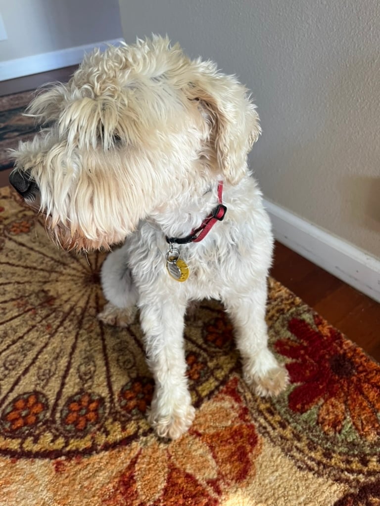 Finn sits, staring to his right (viewer left). He is a big shaggy, as his hair has grown out and definitely needs a trim.