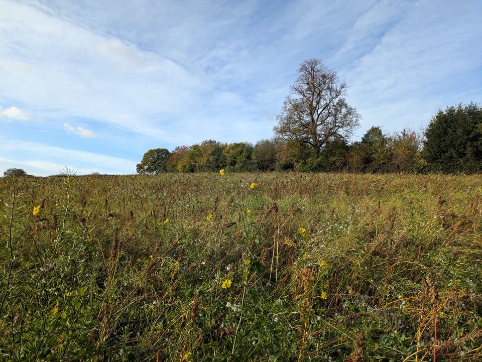 Bramley Common, 28 October 2025
