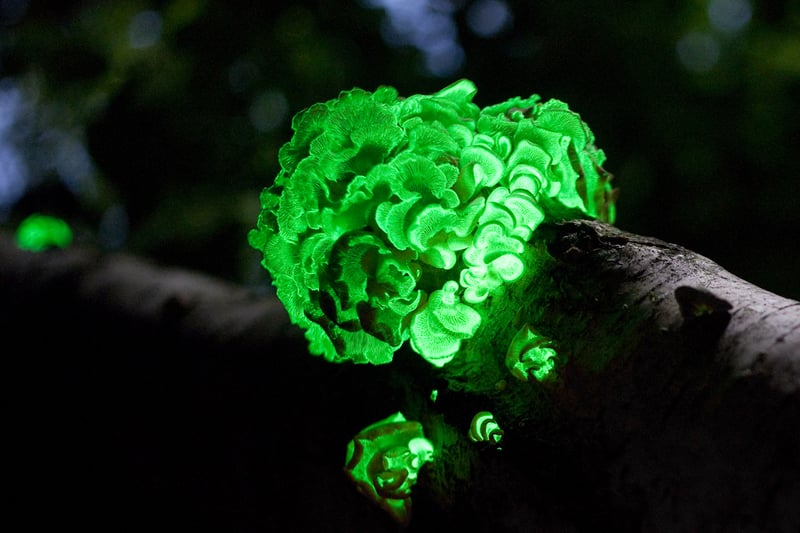 Green glowing mushrooms, glowing because of phosphorescence. The mushrooms are on a tree branch at night.