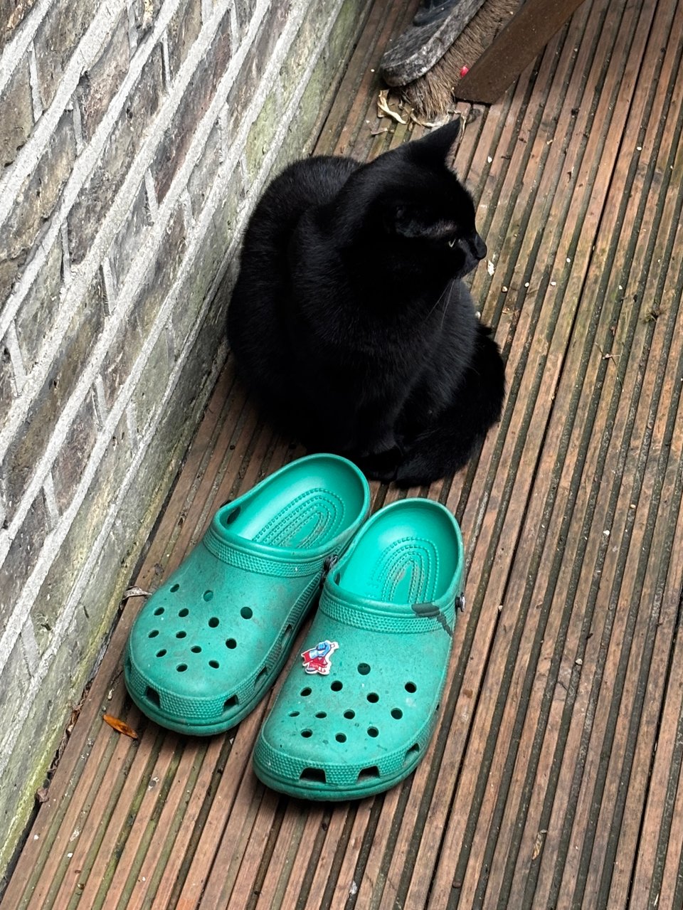 A pair of Crocs on the floor next to a cat