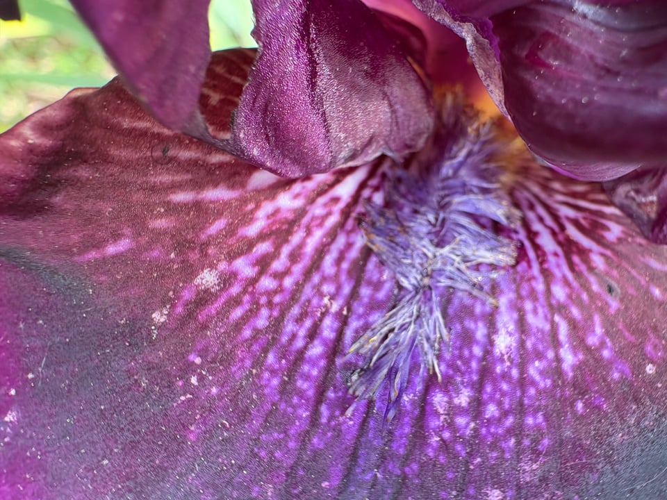 The inside of an Iris flower.