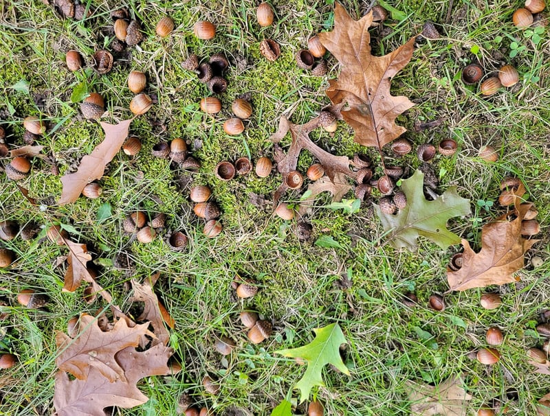 This time of year in the woods, oak acorns crunch beneath our fancy hiking boots or sneakers and occasionally bonk us on the head. Such priceless things, acorns are, both for us and for woodland fauna and flora. Plus, aren’t they pretty? Acorn-collecting is one of the easiest and most delightful ways to introduce children to nature treasure hunts. / Photo by Pamela Miller