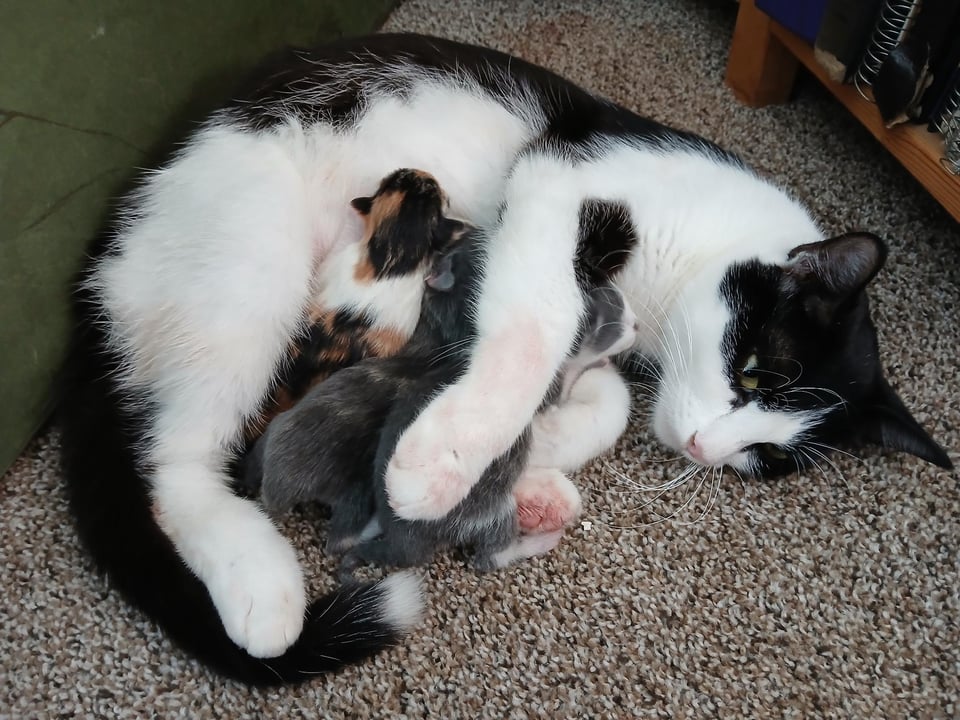 A black and white cat nursing three newborn kittens