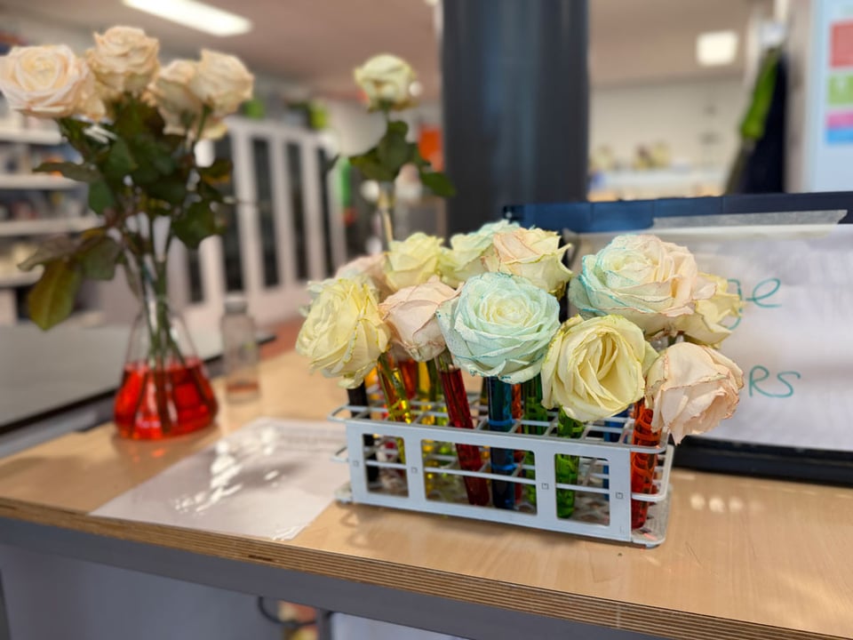 A group of test tubes with colored water are in a test tube holder. Inside the test tubes are white roses that have been turned different light pastels by absorbing the colored water.