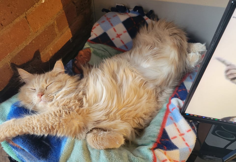 My cat Jellybean embodying the fury and chaos of being a furry bebe.