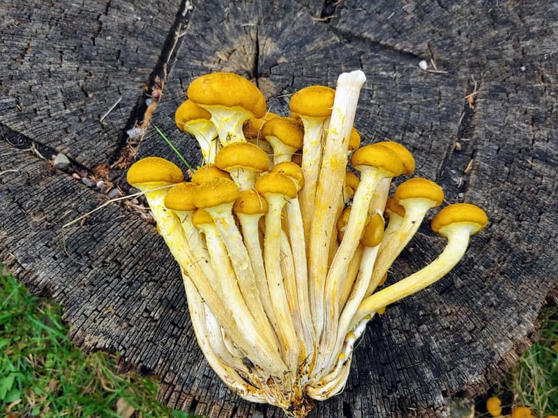 Honey mushrooms. Note how each tapers at the end when growing in a cluster. Honeys are choice edibles, although we recommend discarding the tough stalks and frying up just the tender caps. / Photo by Pamela Miller