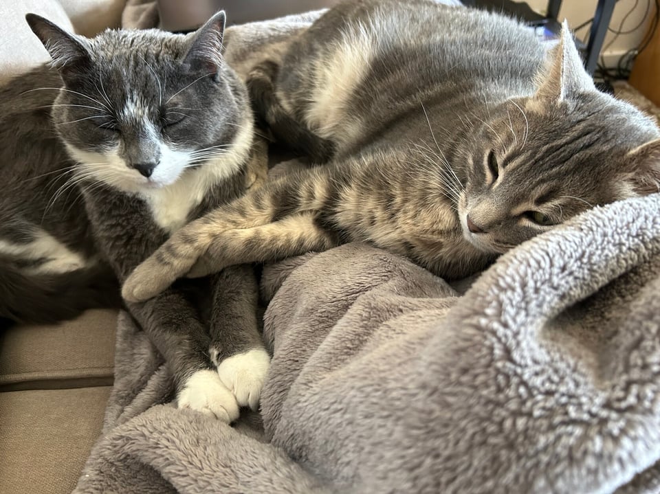 two cats lying next to each other on a couch. one has his front paws spread across the other