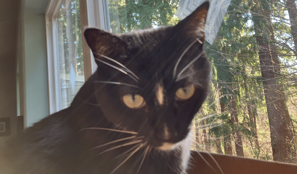 Mira, a tuxedo cat, is looking at the camera. She's blurry and there's lens flair making her a little bit angelic. Rows of tall douglas fir trees are seen in the background.