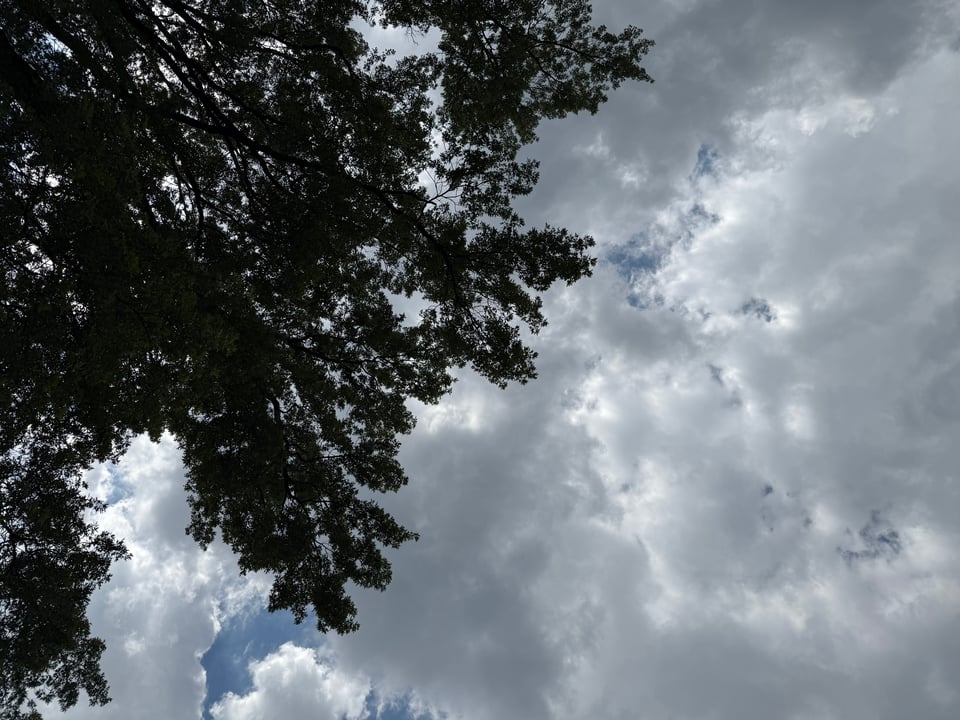 photo of mostly cloudy sky, with tree limbs & leaves encroaching from the left; the photographer was lying on his back to take this