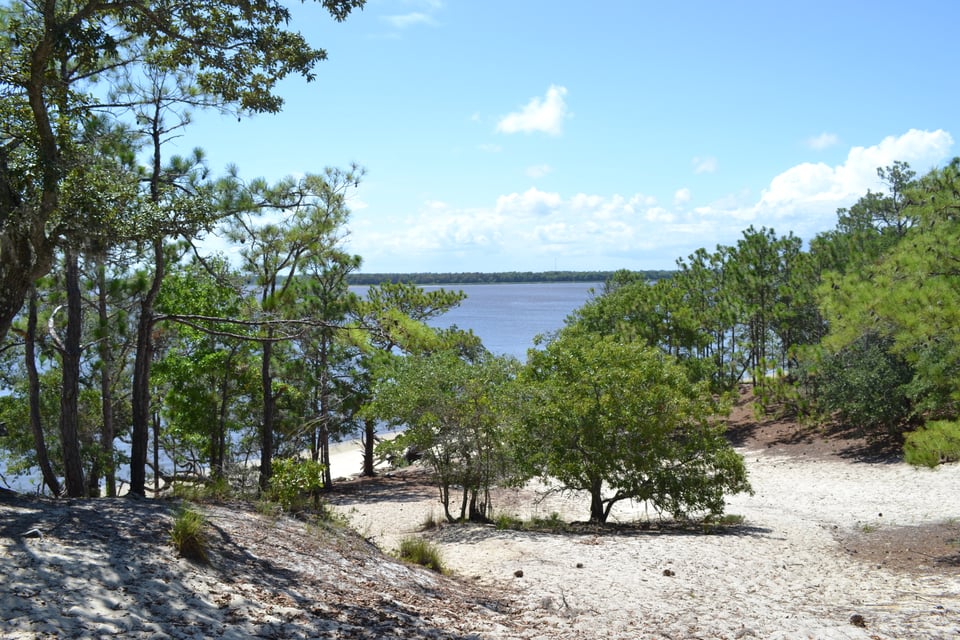 Sparse trees grow out of sand. Beyond is blue water, although the far bank can be seen.