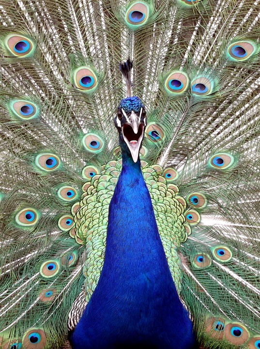 A peacock with its feathers out. The peacock is scremming