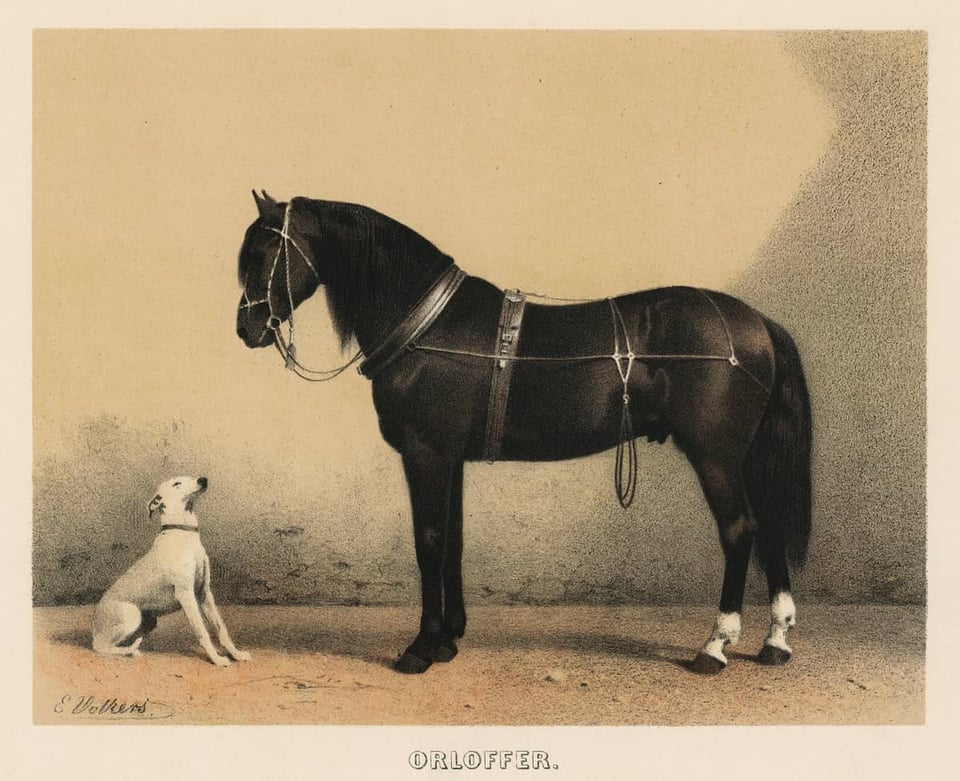 a horse and a dog