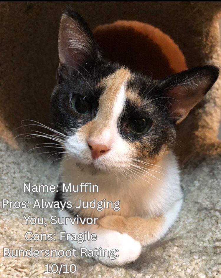Picture of a calico kitten with the following text: Name: Muffin Pros: Always Judging You, Survivor Cons: Fragile Bundersnoot Rating: 10/10