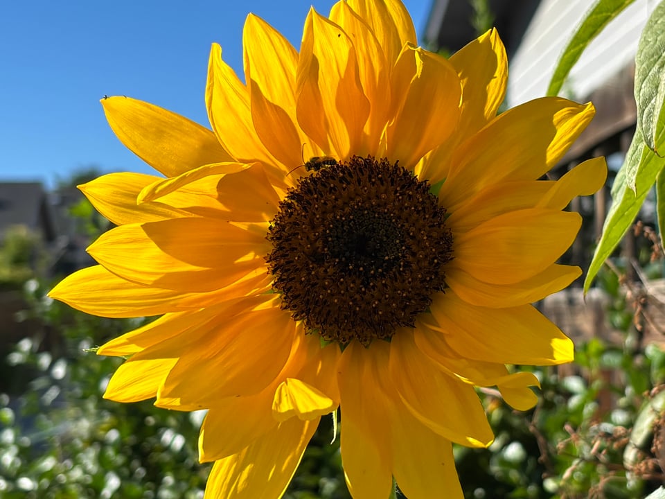 A big ol' sunflower with light coming through the petals