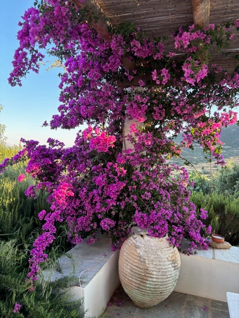 Bright pink bougainvillea cascading to an ceramic pot against a brilliant blue sky