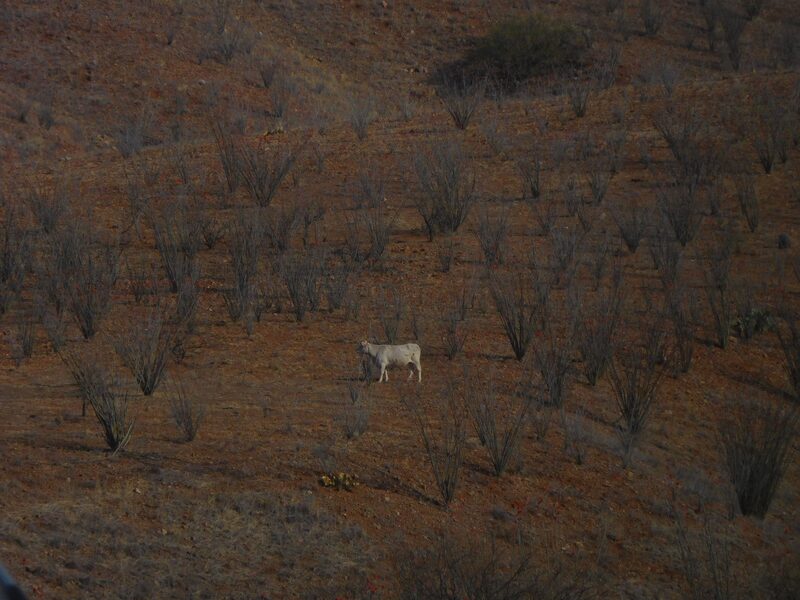 A solitary cow stands in a dry-looking expanse.