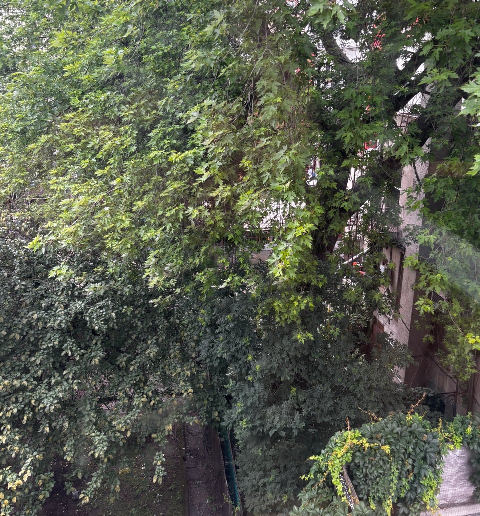 lush elm tree in Brooklyn courtyard