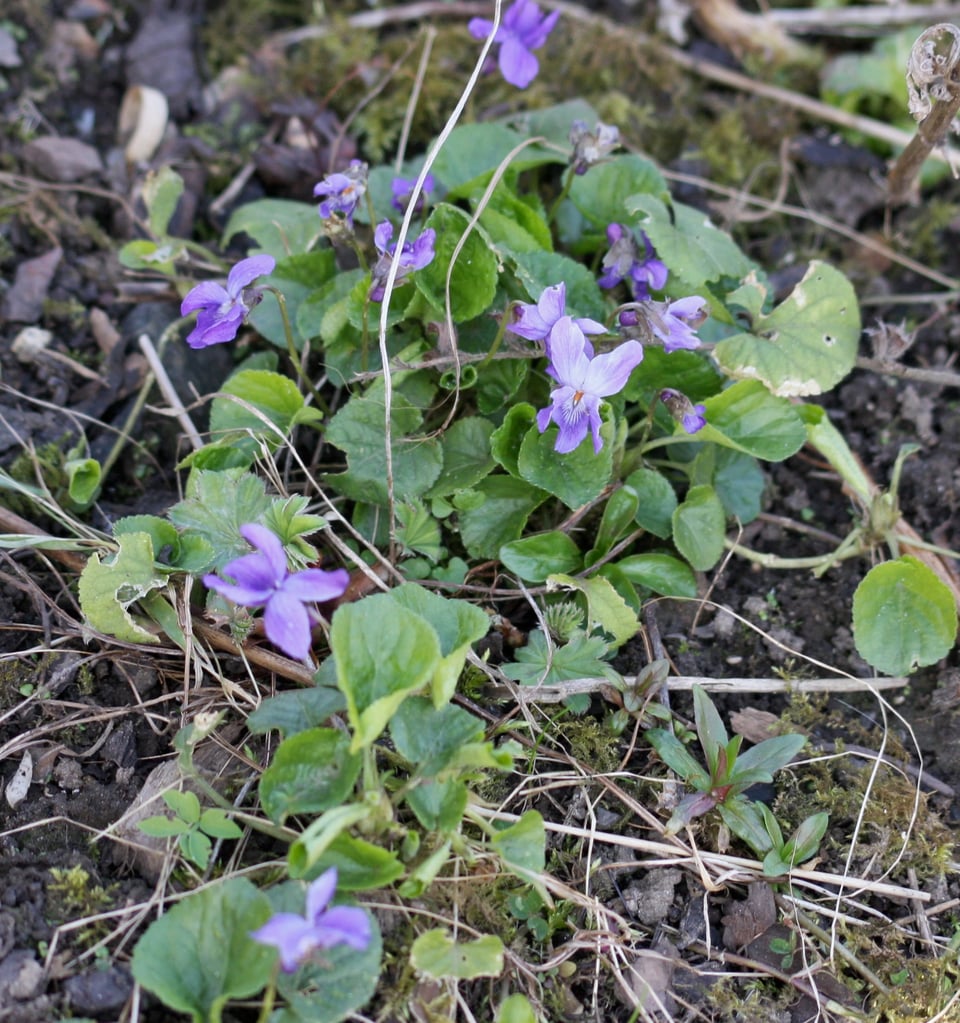 A flourishing clump of flowering violets