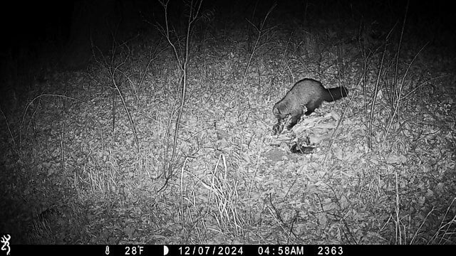 FSPA member Wally Siewert recently trained his trail cam on a deer gut pile on his property just yards from the park. Among the not-too-fussy diners that showed up was a fisher (Pekania pennanti), a member of the weasel family and a formidable predator.