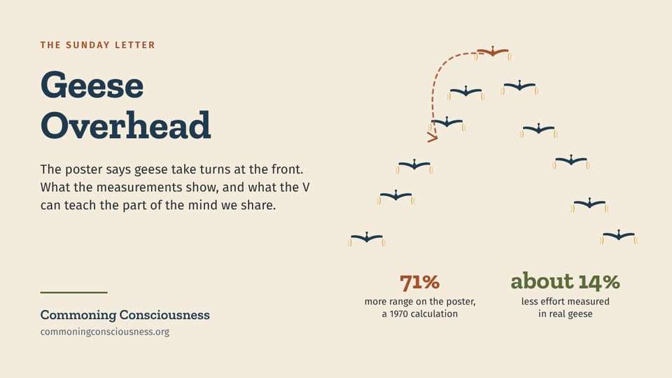 03-geese-overhead-share-wide.png