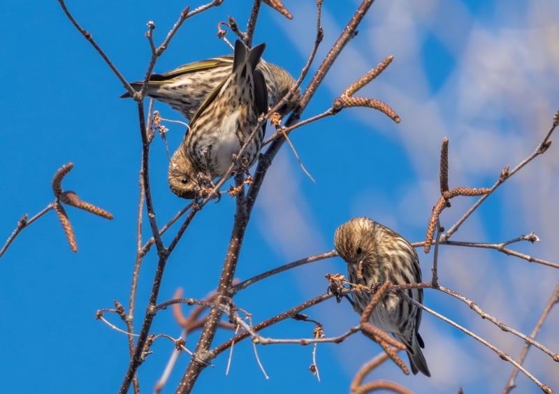 Pine Siskins get busy in the park in January. / Photo by Earl Bye