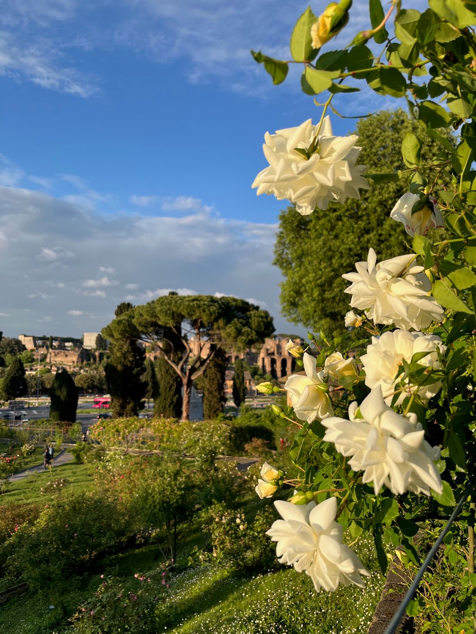 White roses in the foreground, with a grassy park, trees, and the Domus Severiana ruins in the background under a blue sky with scattered clouds.