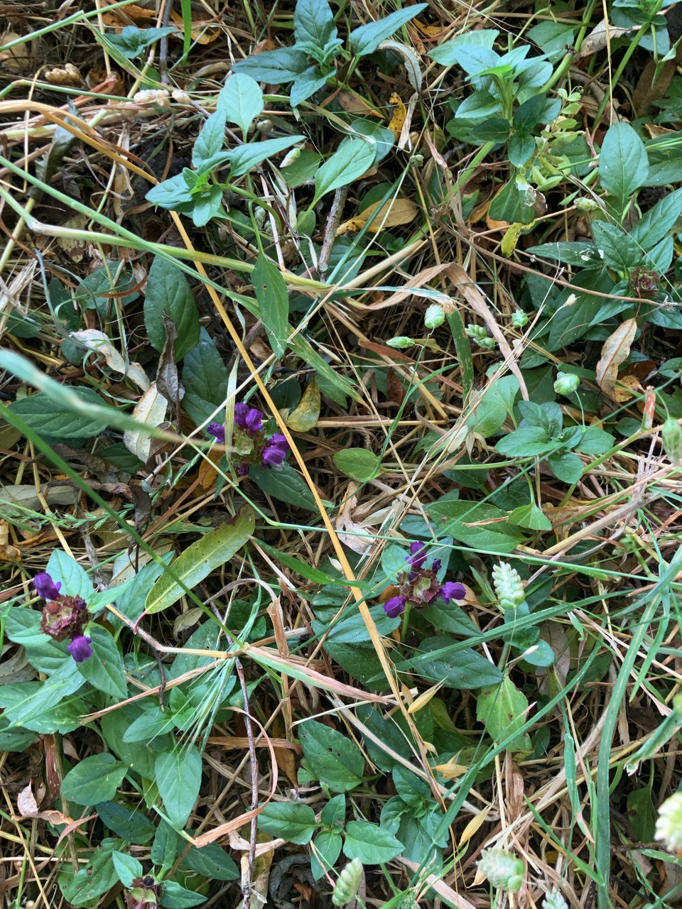 self-heal herb, precisely as it grows