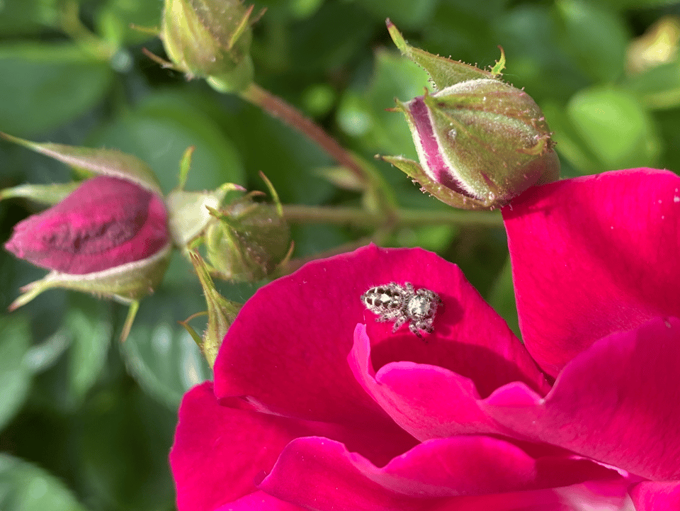 a small black and white jumping spider sits on a bright pink rose petal