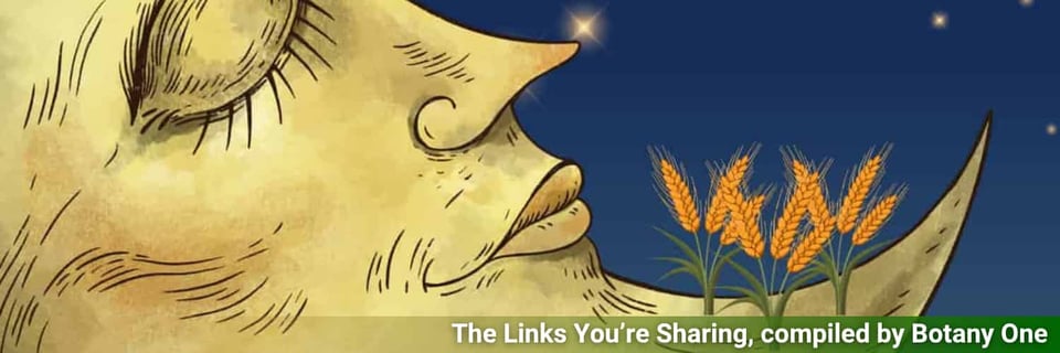 A whimsical illustration of wheat growing on the chin of the Man in the Moon.