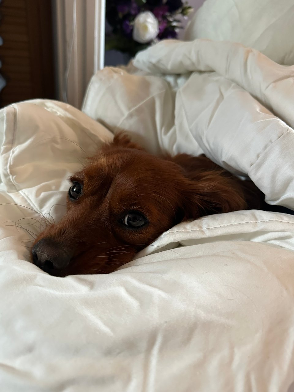 Radio sticks his head out of a pile of duvets.