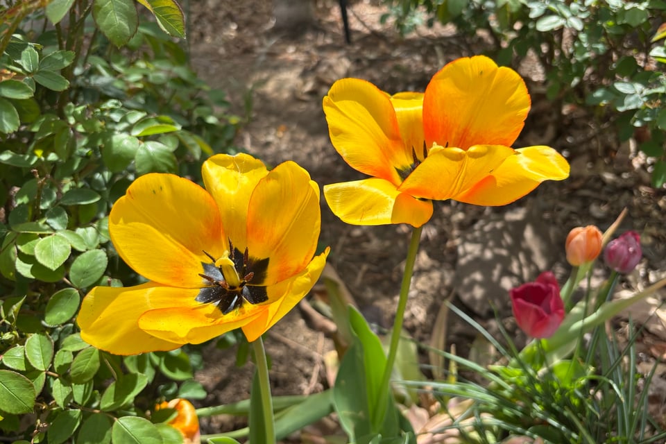 Gaping golden tulips