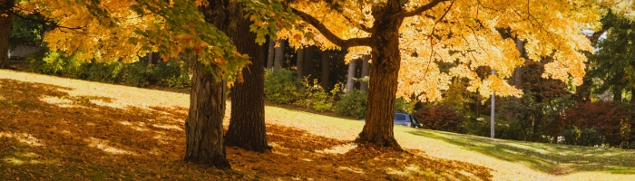 Three trees with yellow leaves cast shadows on grass