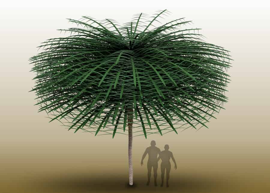 A computer-generated model of a tree that looks like a cross between a palm tree and an umbrella.