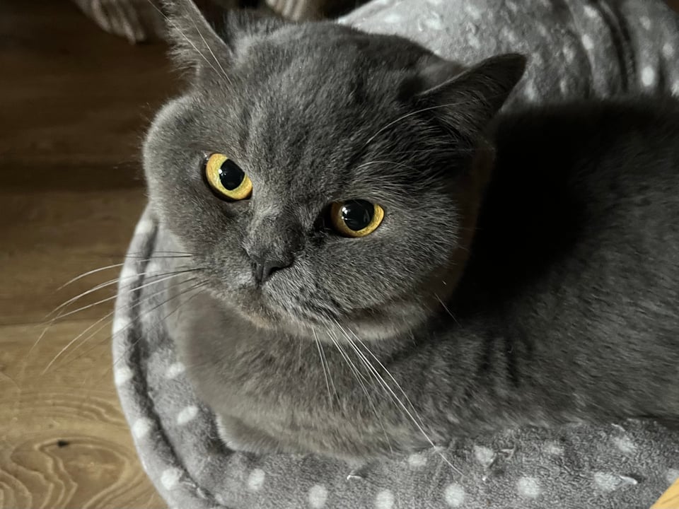 A loafing grey cat looks towards me with wide, yellow eyes.