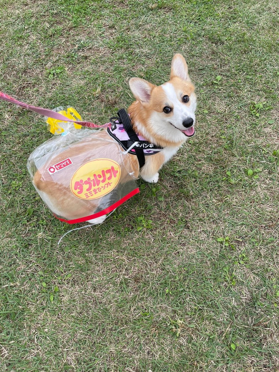 A corgi wearing a transparent cuboid outfit so that it looks like a loaf of bread in a package