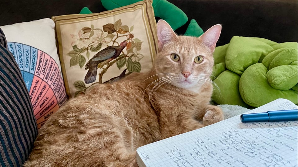 an orange cat on a colorful pile of pillows, with a notebook and a pen in the forground.