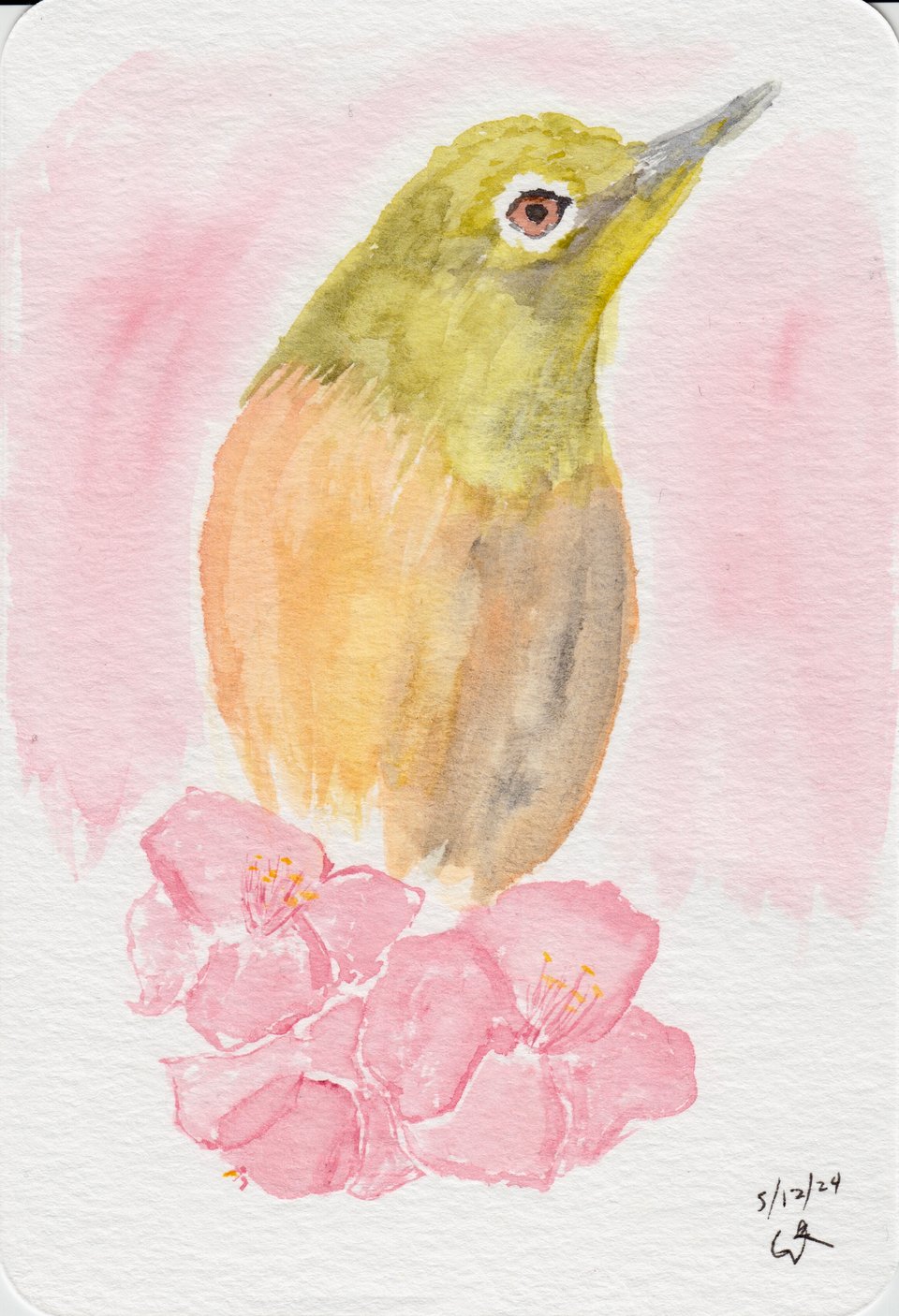 Watercolor postcard of a Japanese White Eye bird standing on some cherry blossoms. There's a light pink background
