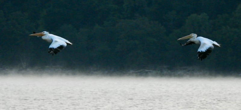 White pelicans glide down onto Lake Pepin (the Mississippi River). As the fall bird migration intensifies, we are treated to amazing spectacles along the river near our favorite state park. Silent, beautiful pelicans, wheeling in the skies like bands of angels, may be our very favorites. / Photo by Steve Dietz