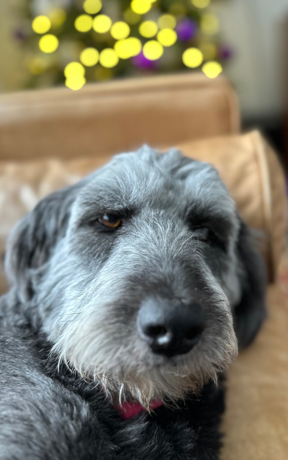 Portrait photo of gray Aussiedoodle's face, with blurry Christmas tree lights in the background