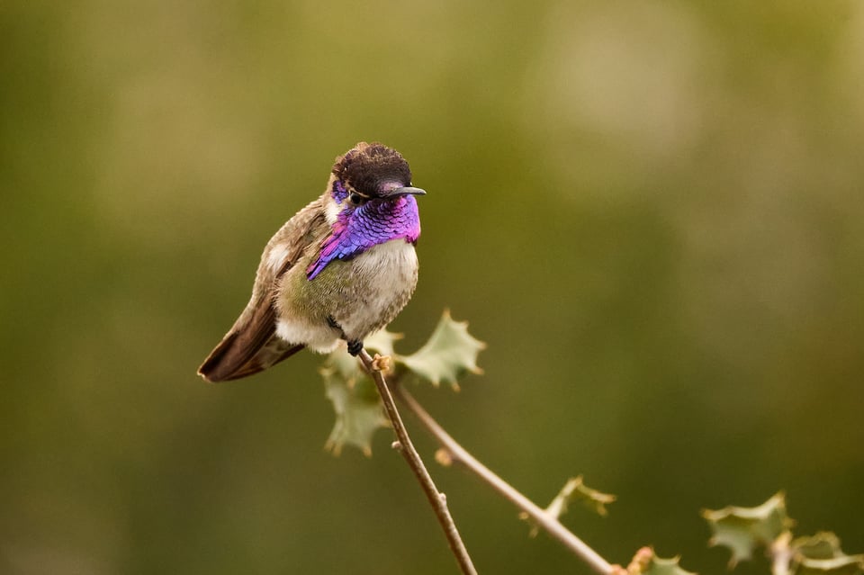 A hummingbird with a purple throat