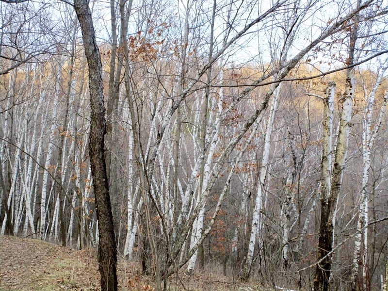 Birches along the park’s somewhat remote Santelmann’s Fire Break trail, which heads up the bluff off of Hill Avenue, last March. / Photo by Pamela Miller